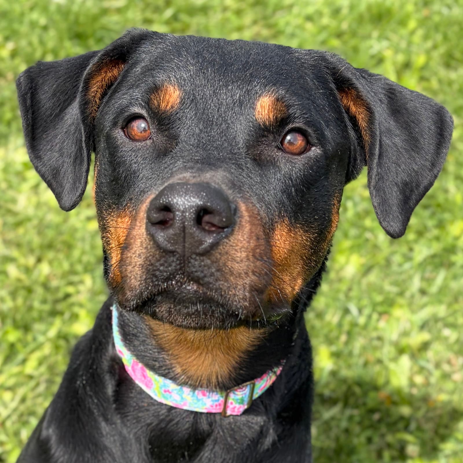 Violet - Looking For A Foster - Rottweiler