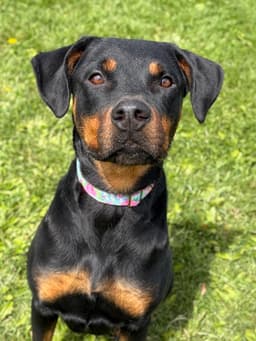 Violet - Looking For A Foster image 2