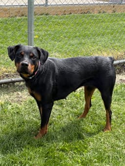 Violet - Looking For A Foster image 3