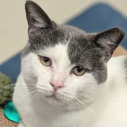 Peanut Buster Parfait - Adoption Fee Paid image 1