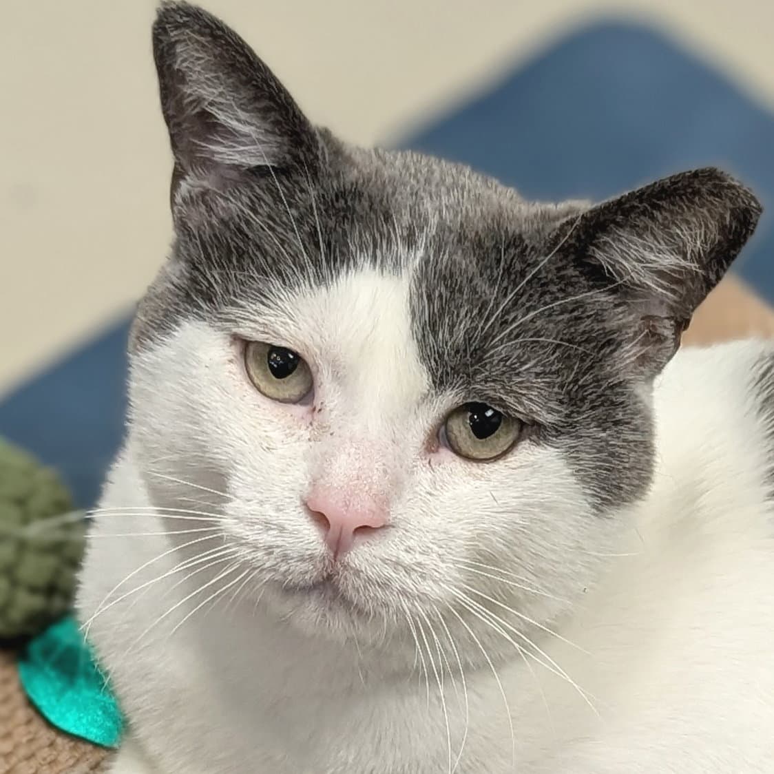 Peanut Buster Parfait - Adoption Fee Paid - Domestic Short Hair