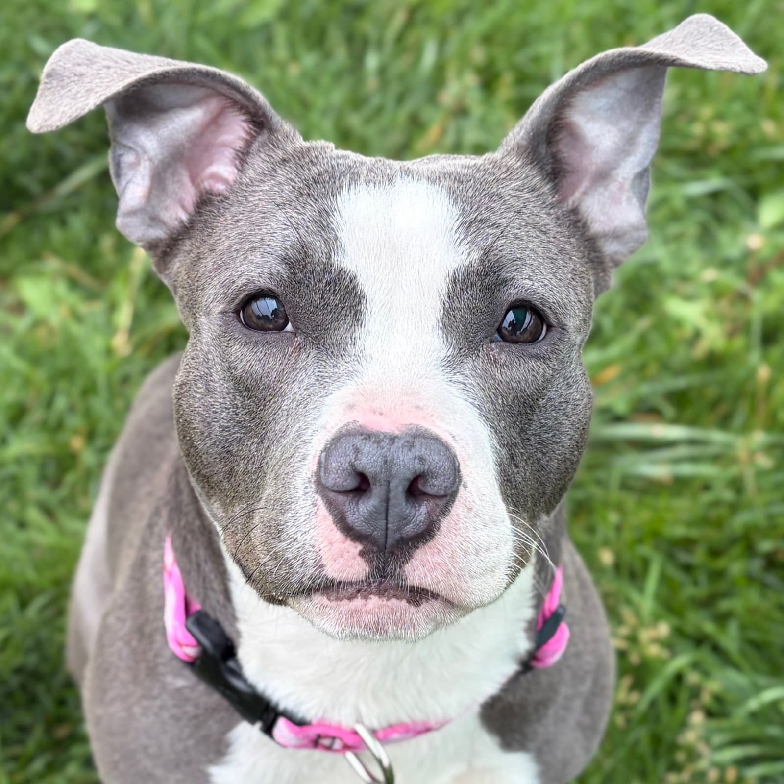Lety - Terrier