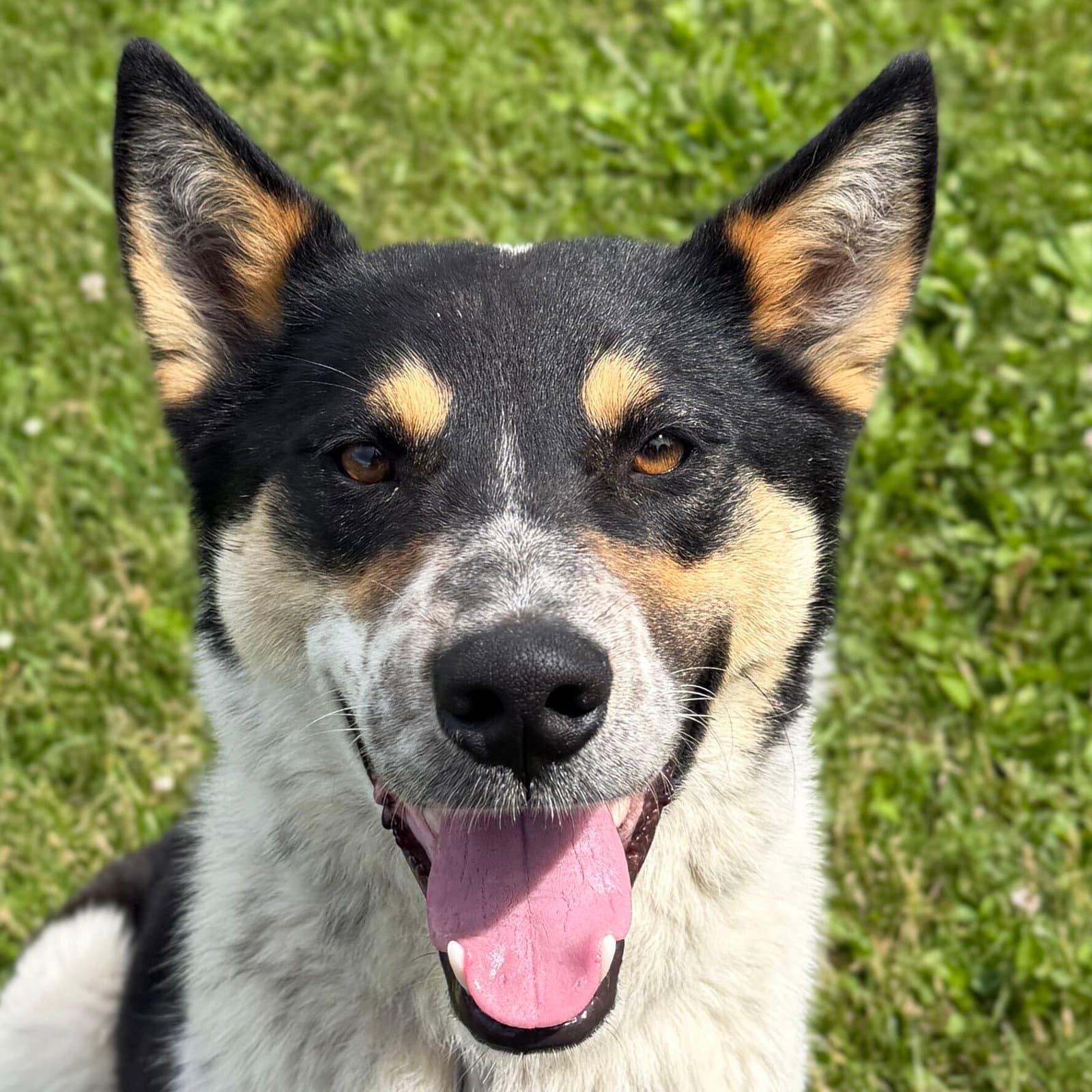 Riker - Australian Cattle Dog/Blue Heeler