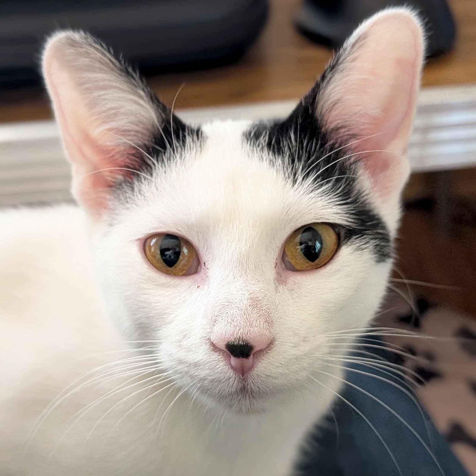 Lilo - Domestic Short Hair