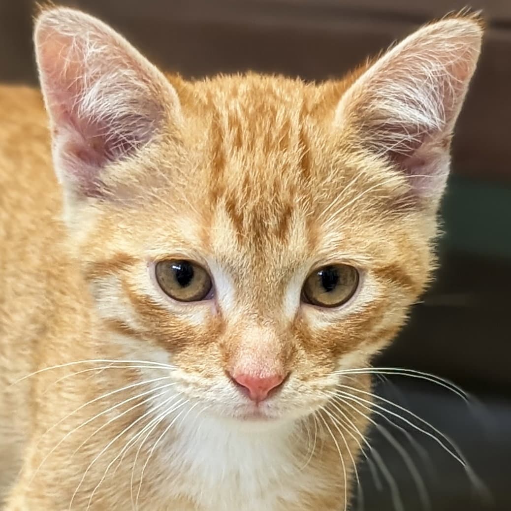 Alvin - Reduced Fee - Domestic Short Hair