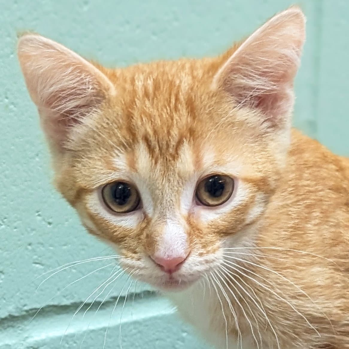 Simon - Reduced Fee - Domestic Short Hair
