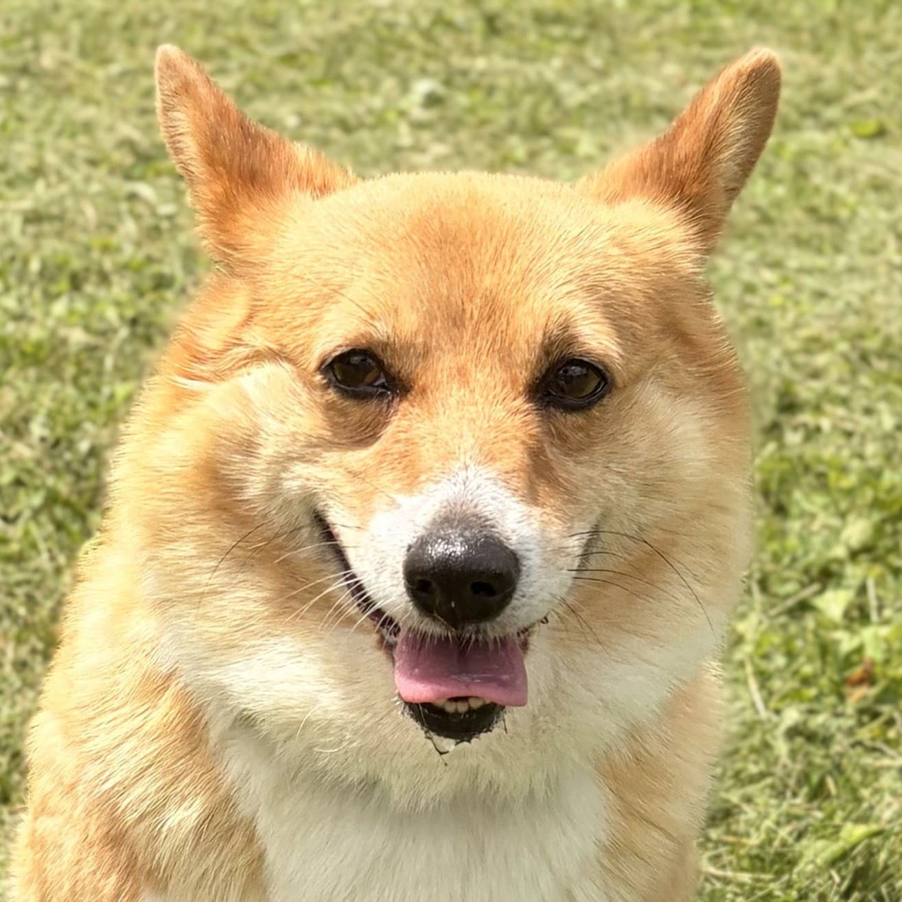 Flicker - Corgi