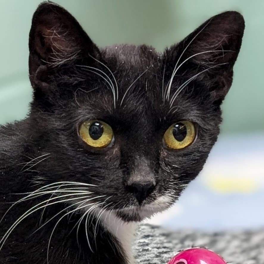 Morticia - Reduced Fee - Domestic Short Hair