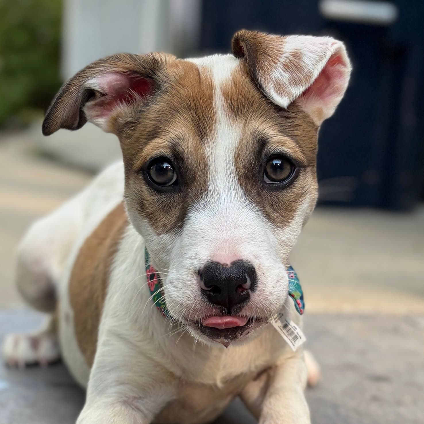 Rosie - Unknown