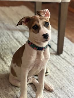 Rosie image 2