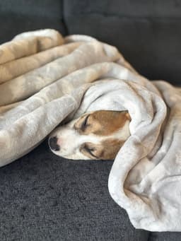 Rosie image 4