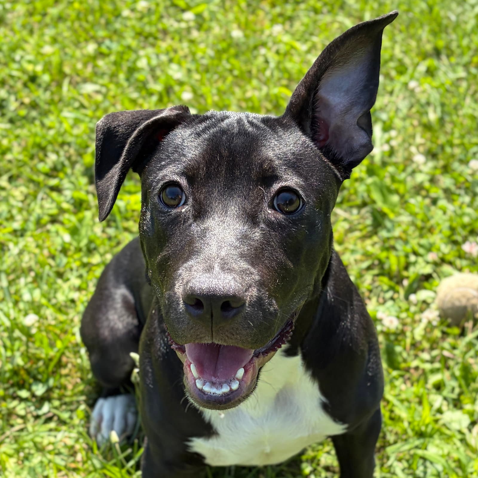 Willee - Pit Bull Terrier
