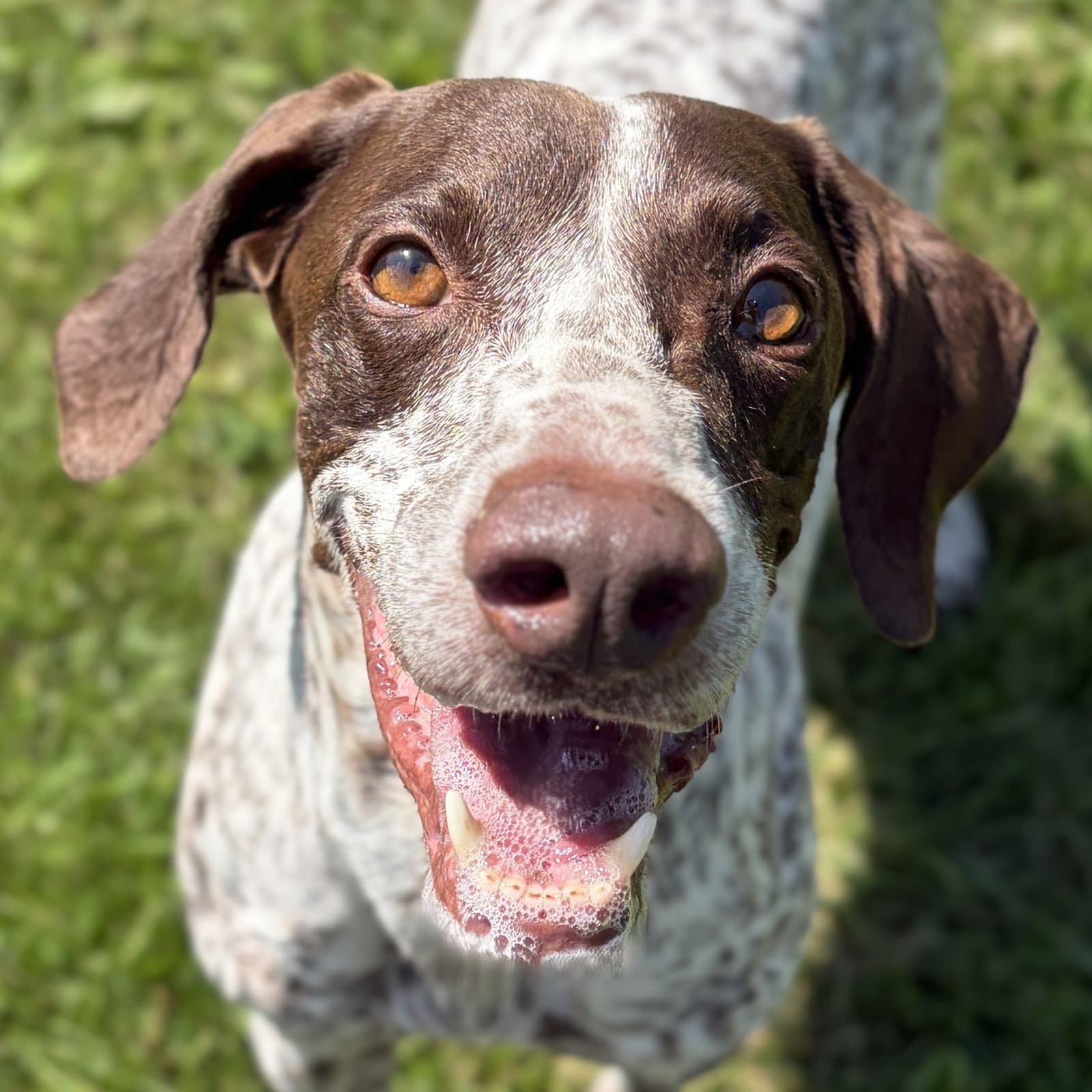 Katie - Pointer
