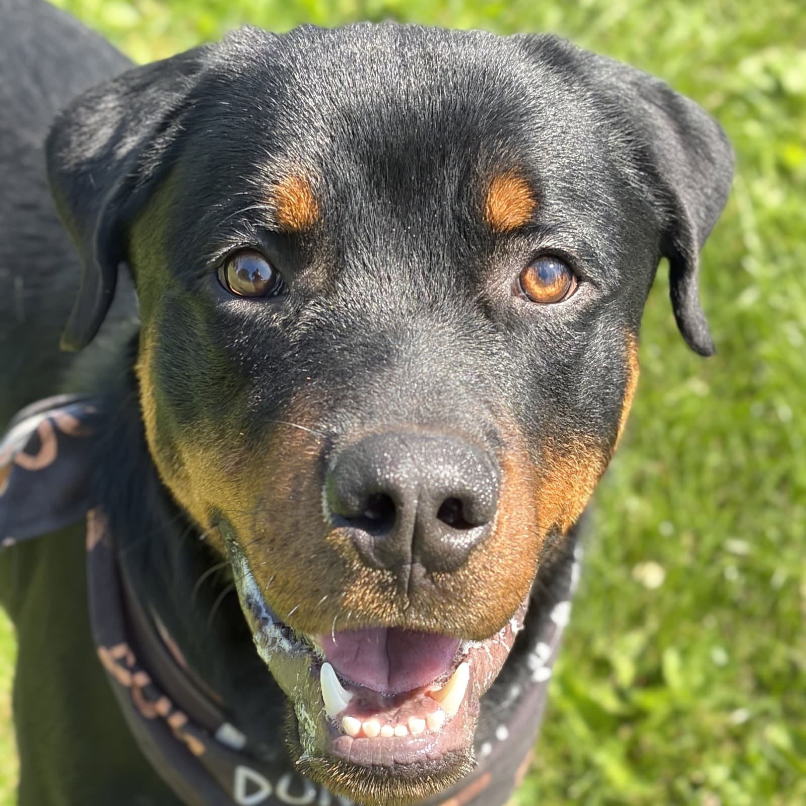 Richey - Rottweiler