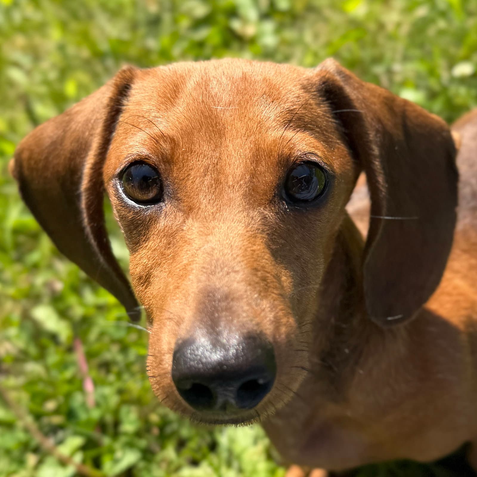 Mister Lincoln - Dachshund