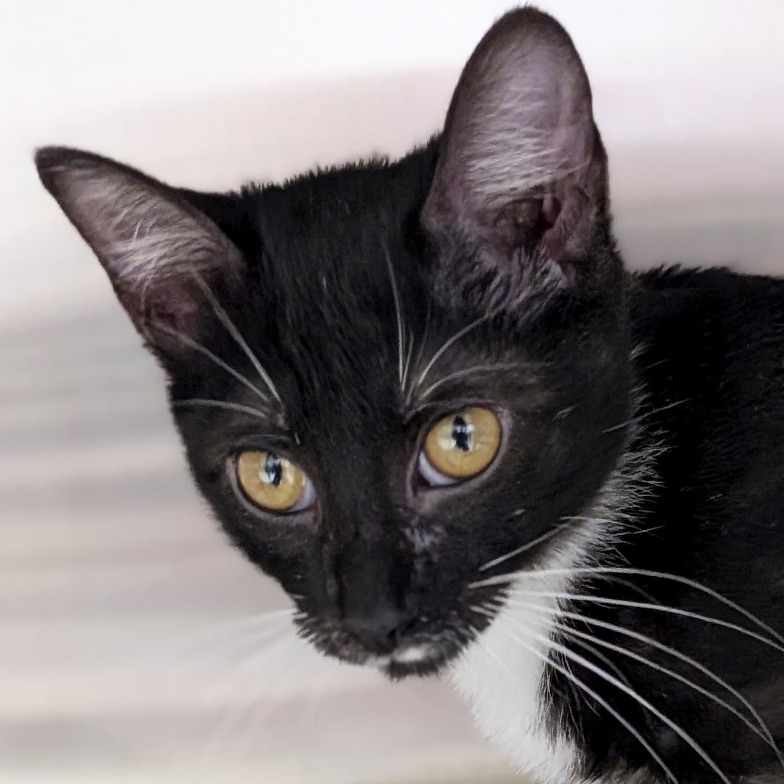 Havana - Domestic Short Hair