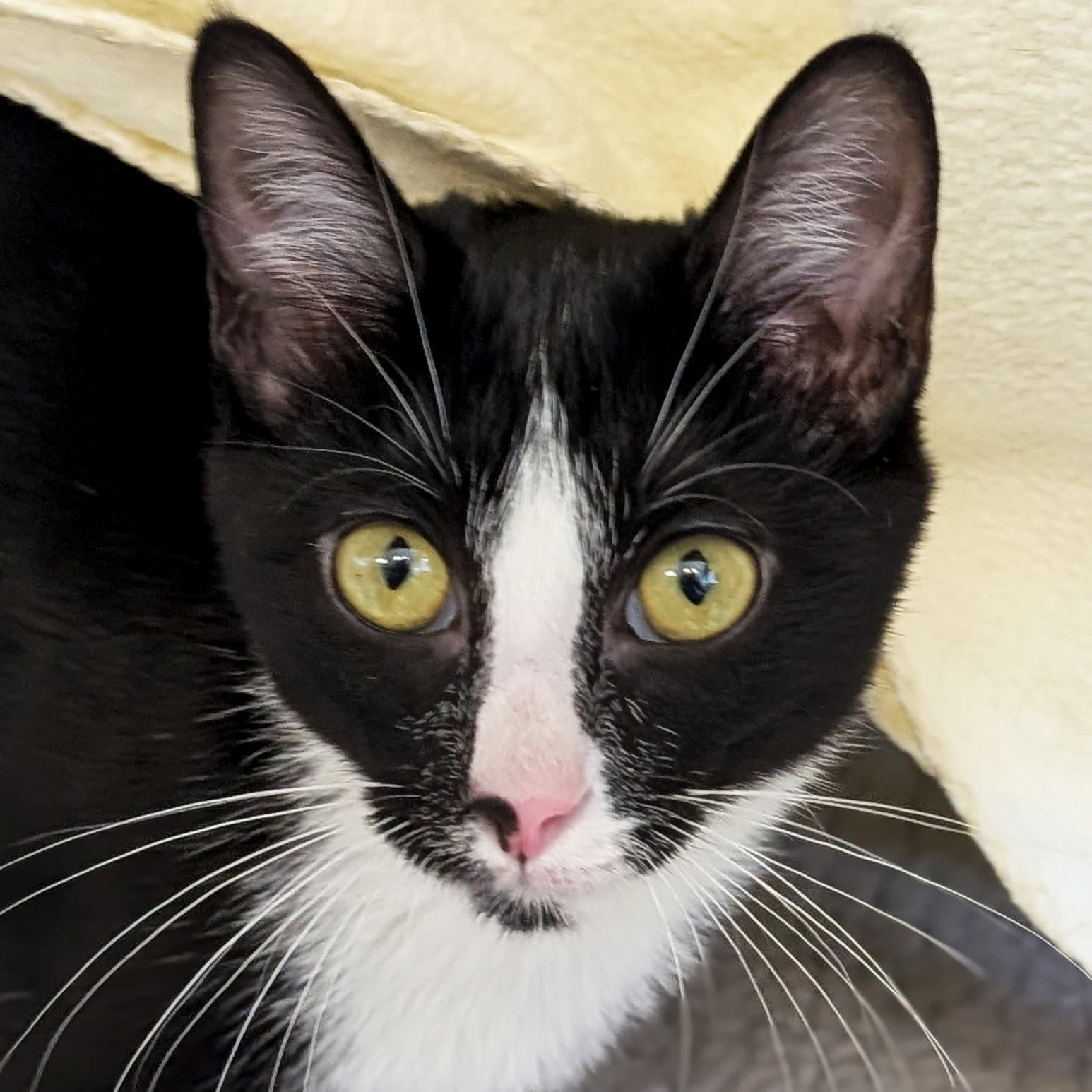 Jennette - Domestic Short Hair