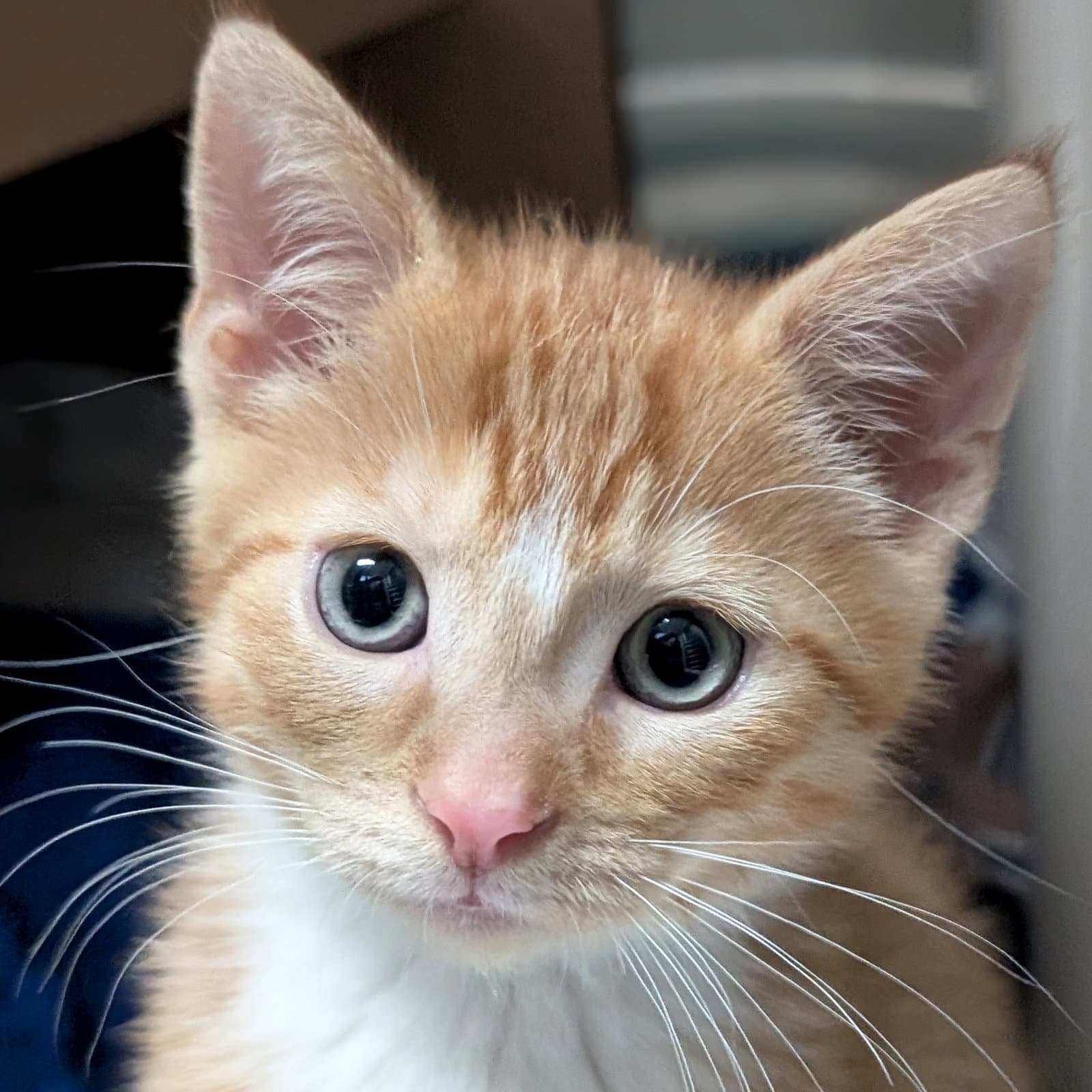 Alfie - Domestic Short Hair