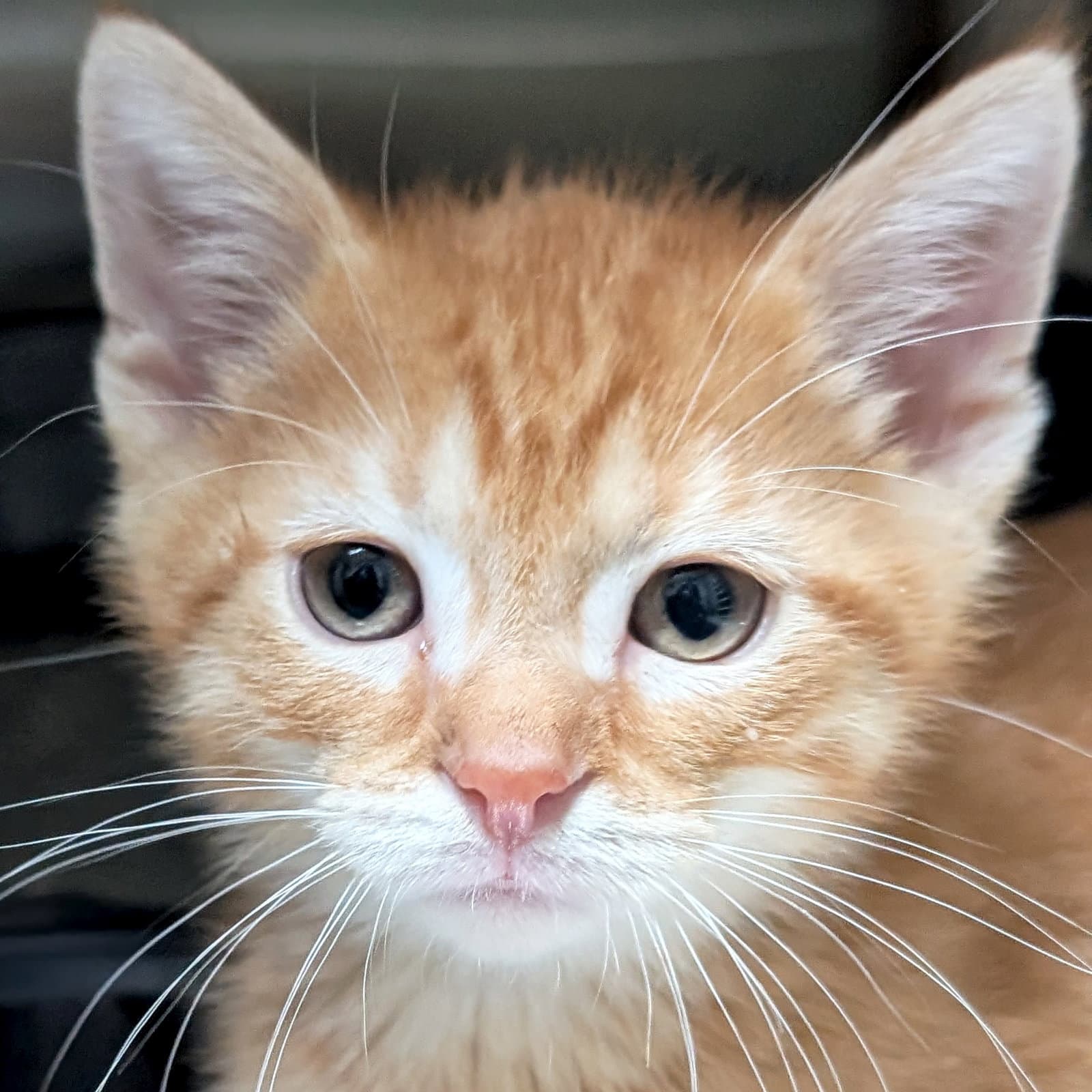 Aslan - Domestic Short Hair
