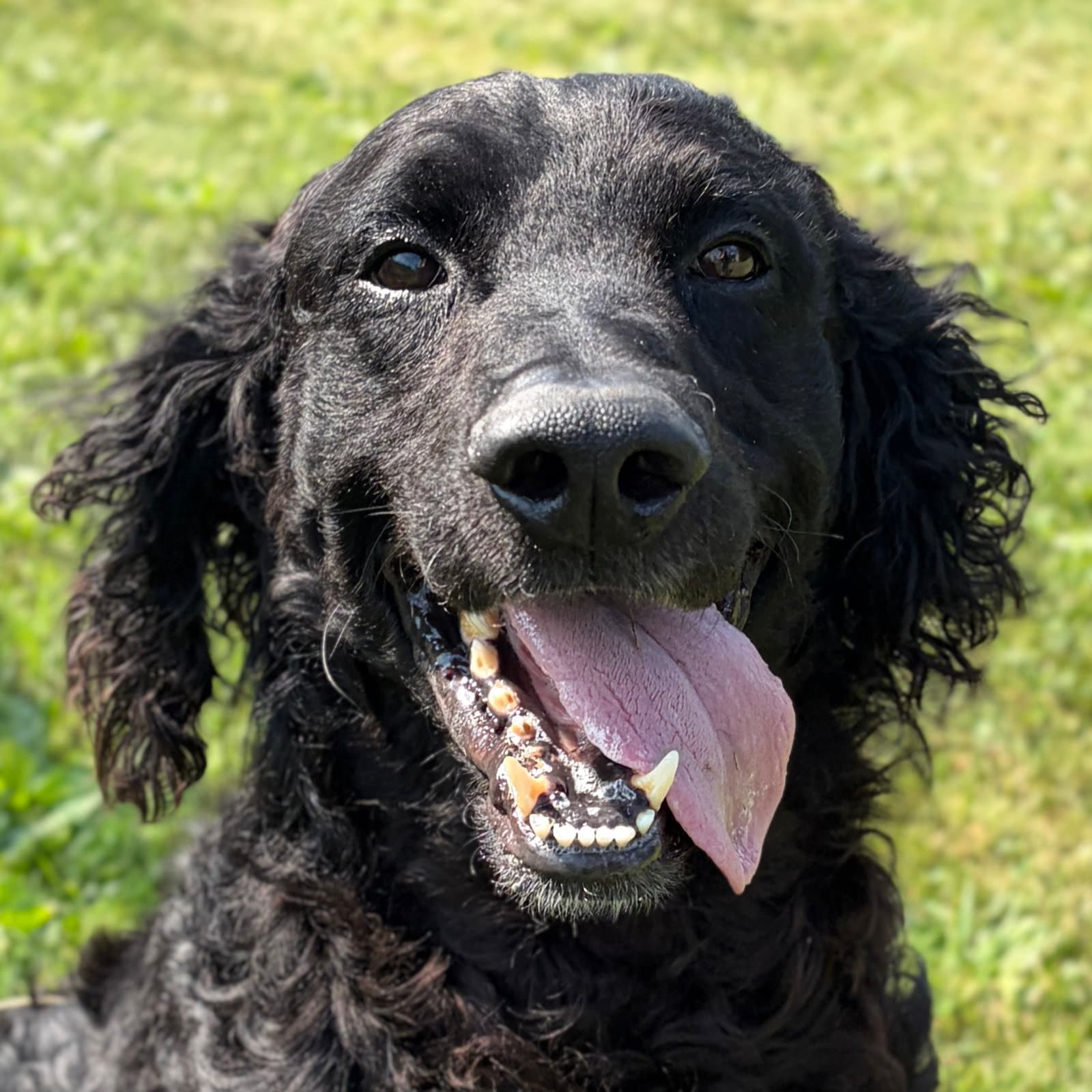 Chuck - Retriever