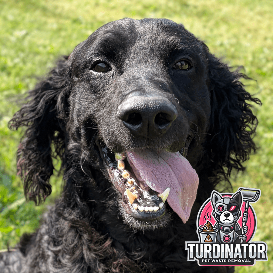 Chuck - Retriever