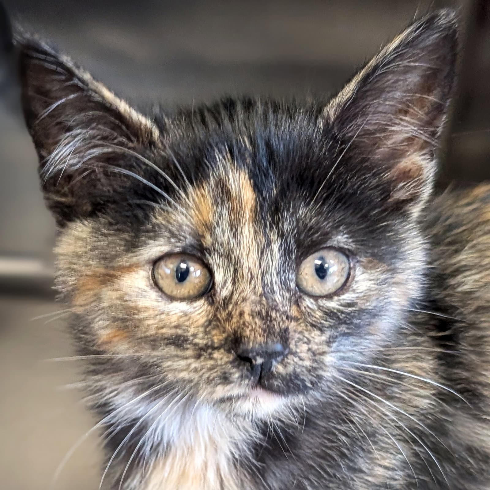 Baby Cakes - Domestic Short Hair