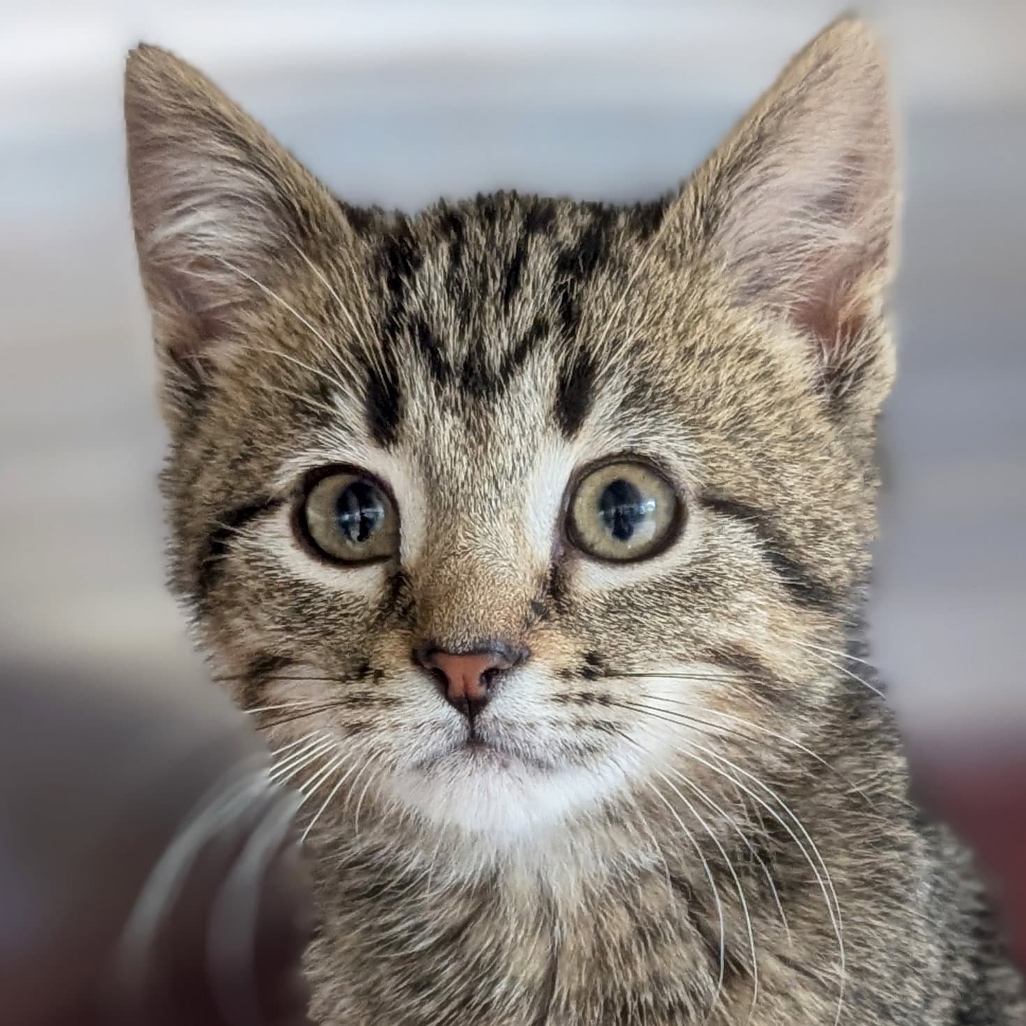 Chickadee - Domestic Short Hair