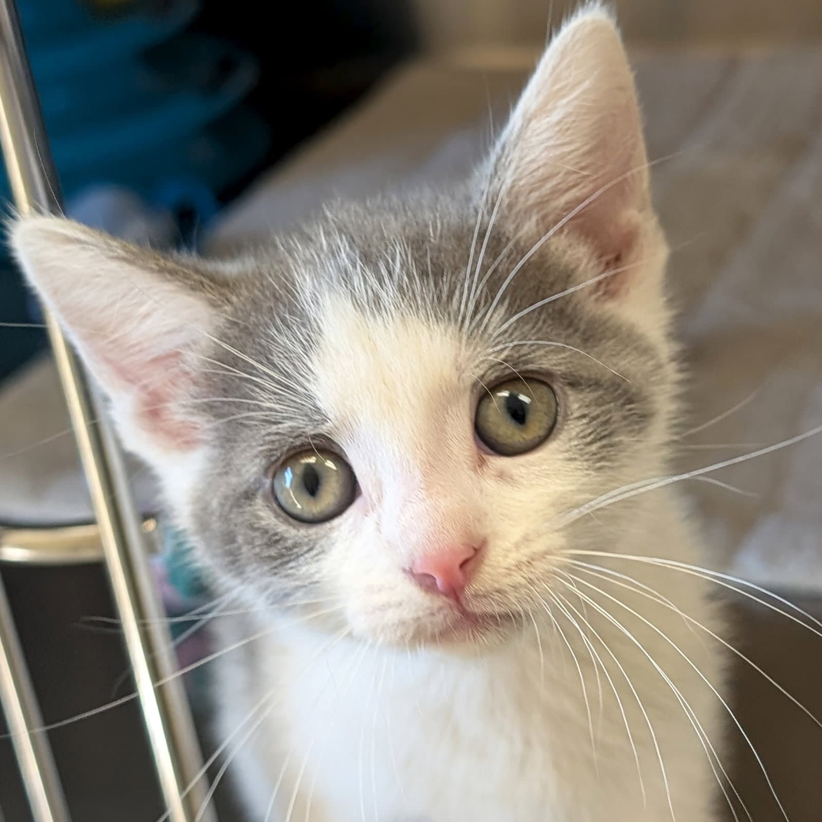 Heathcliff - Reduced Fee - Domestic Short Hair