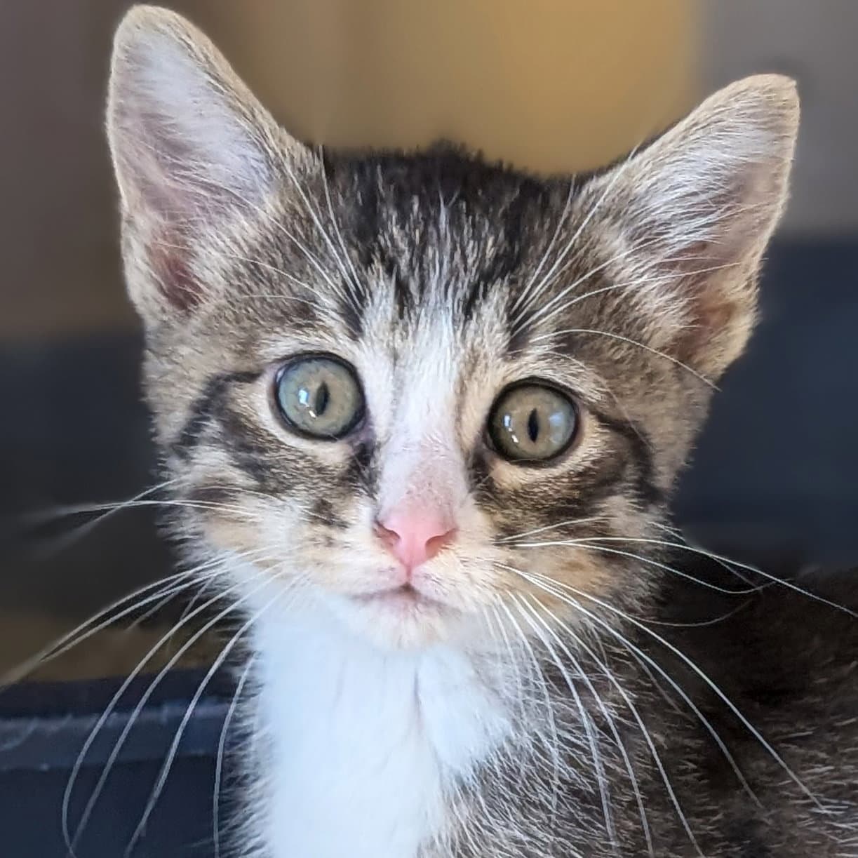 Marcus - Reduced Fee - Domestic Short Hair