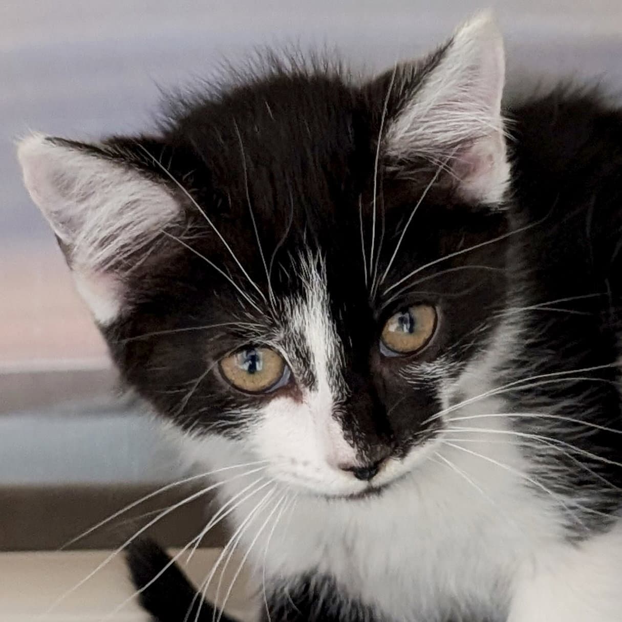 Milky Way - Domestic Short Hair