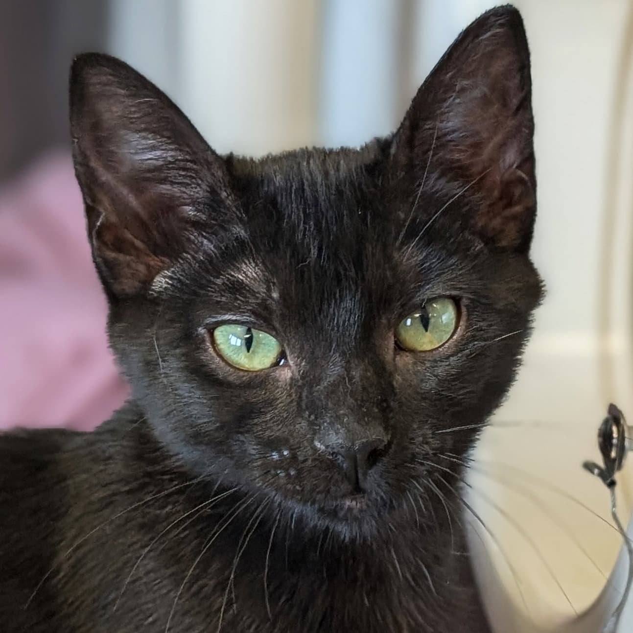 Meowth - Reduced Fee - Domestic Short Hair