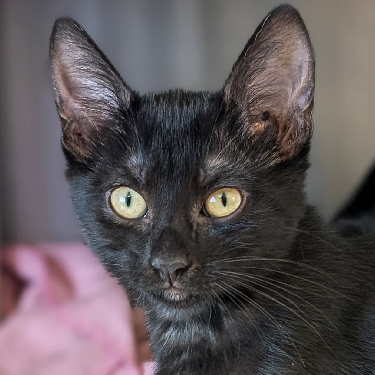 Paula - Reduced Fee - Domestic Short Hair