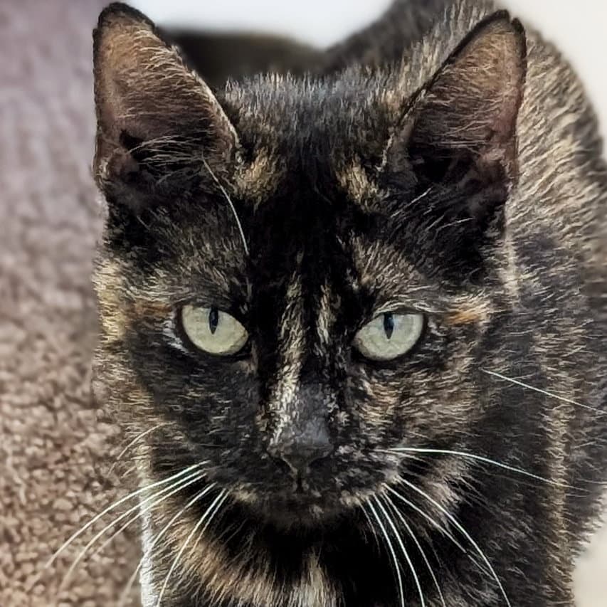 Francesca - Domestic Short Hair