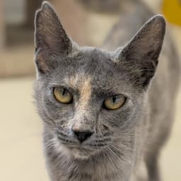 Kissikat image 1