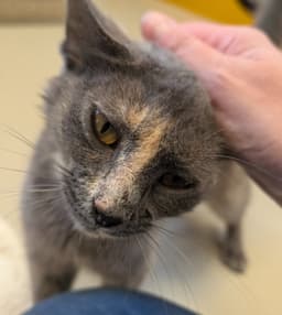 Kissikat image 2