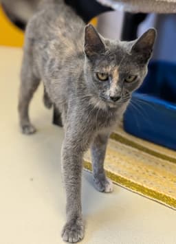 Kissikat image 3