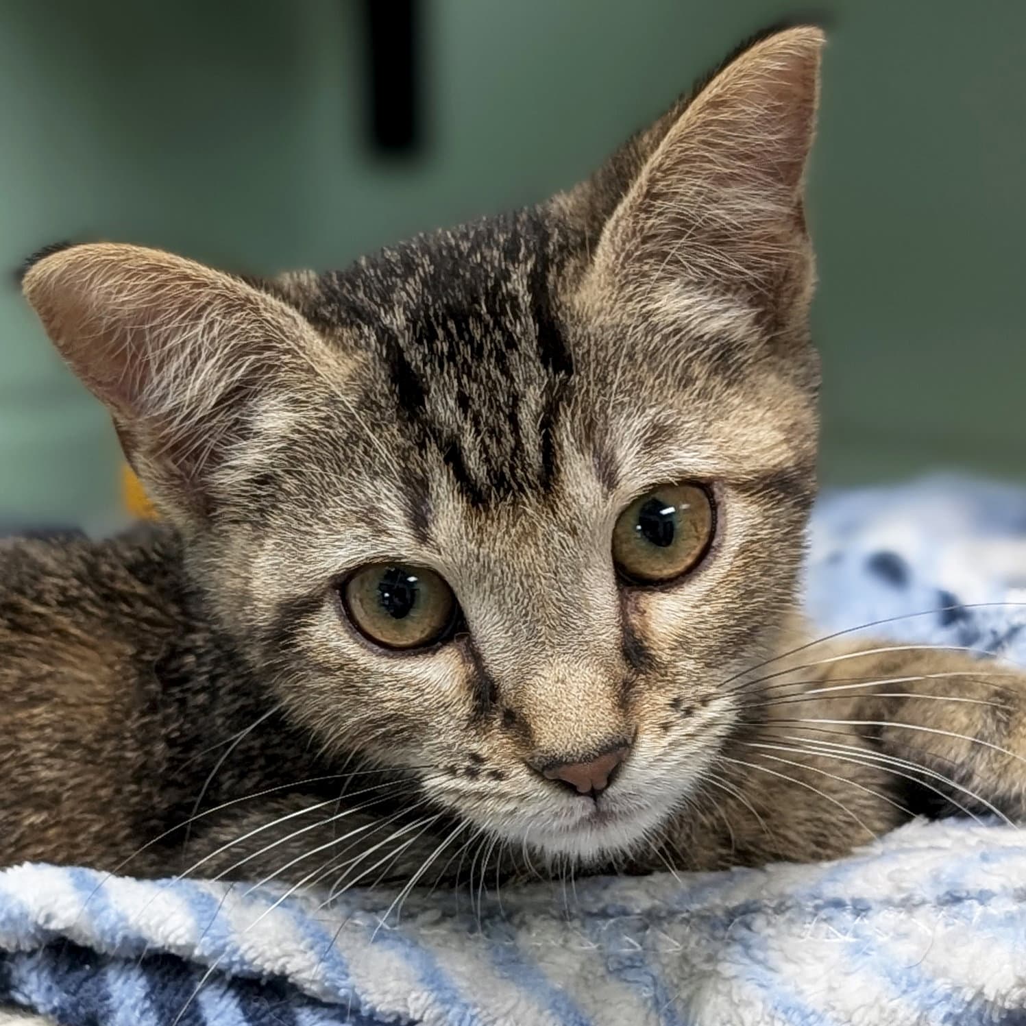 Eclair - Domestic Short Hair