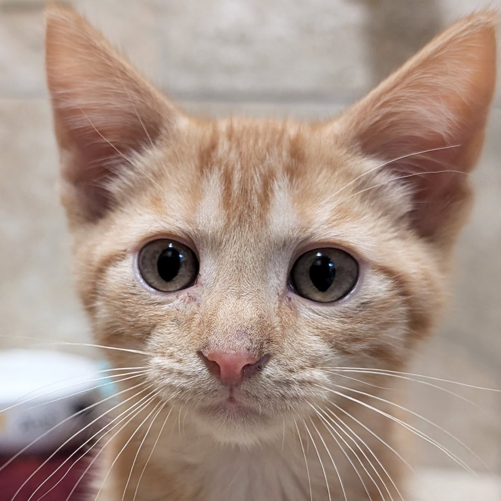 Beep Boop - Domestic Short Hair