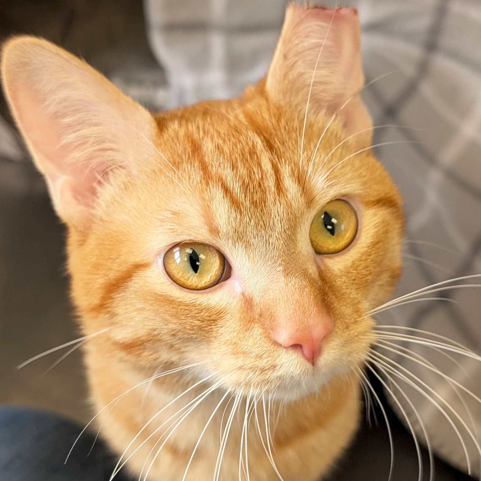 Garfield - Domestic Short Hair