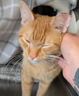 Garfield image 2