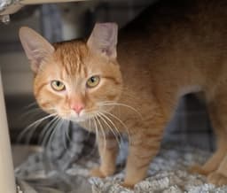 Garfield image 3