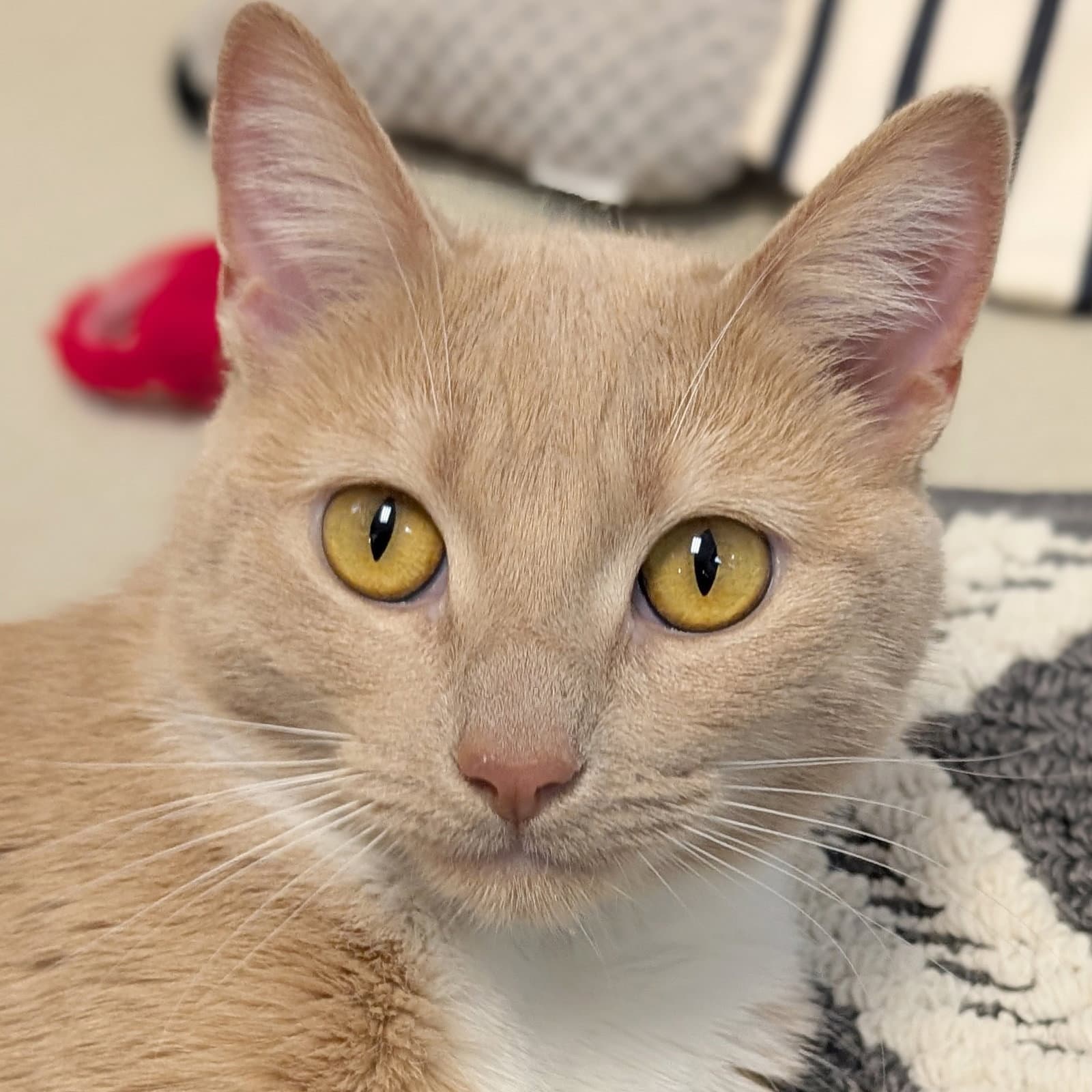 Carrot Mae - Reduced Fee - Domestic Short Hair