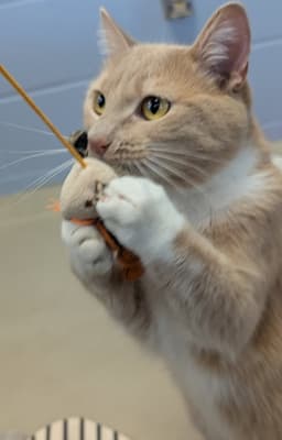 Carrot Mae - Reduced Fee image 3