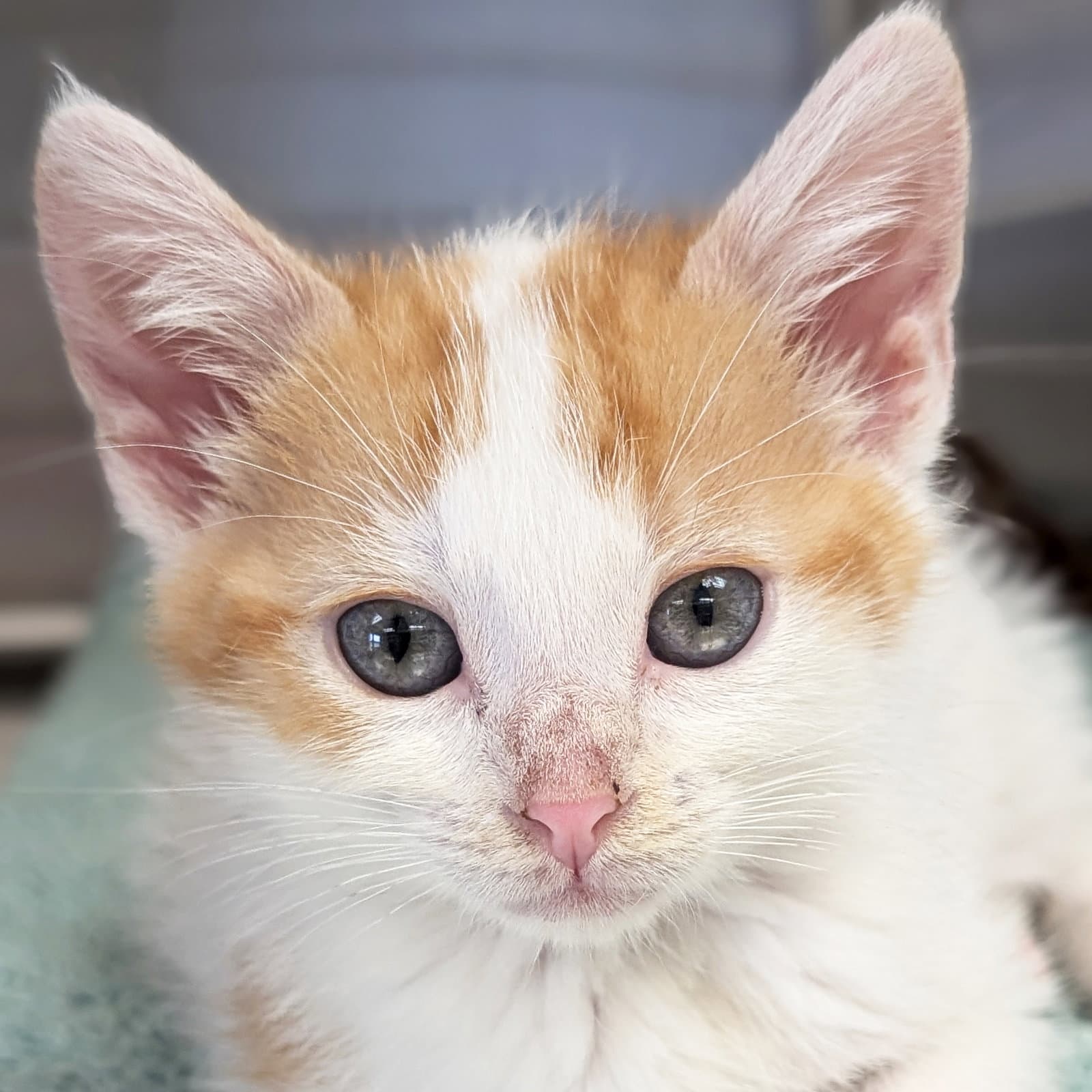 Jagger - Reduced Fee - Domestic Short Hair