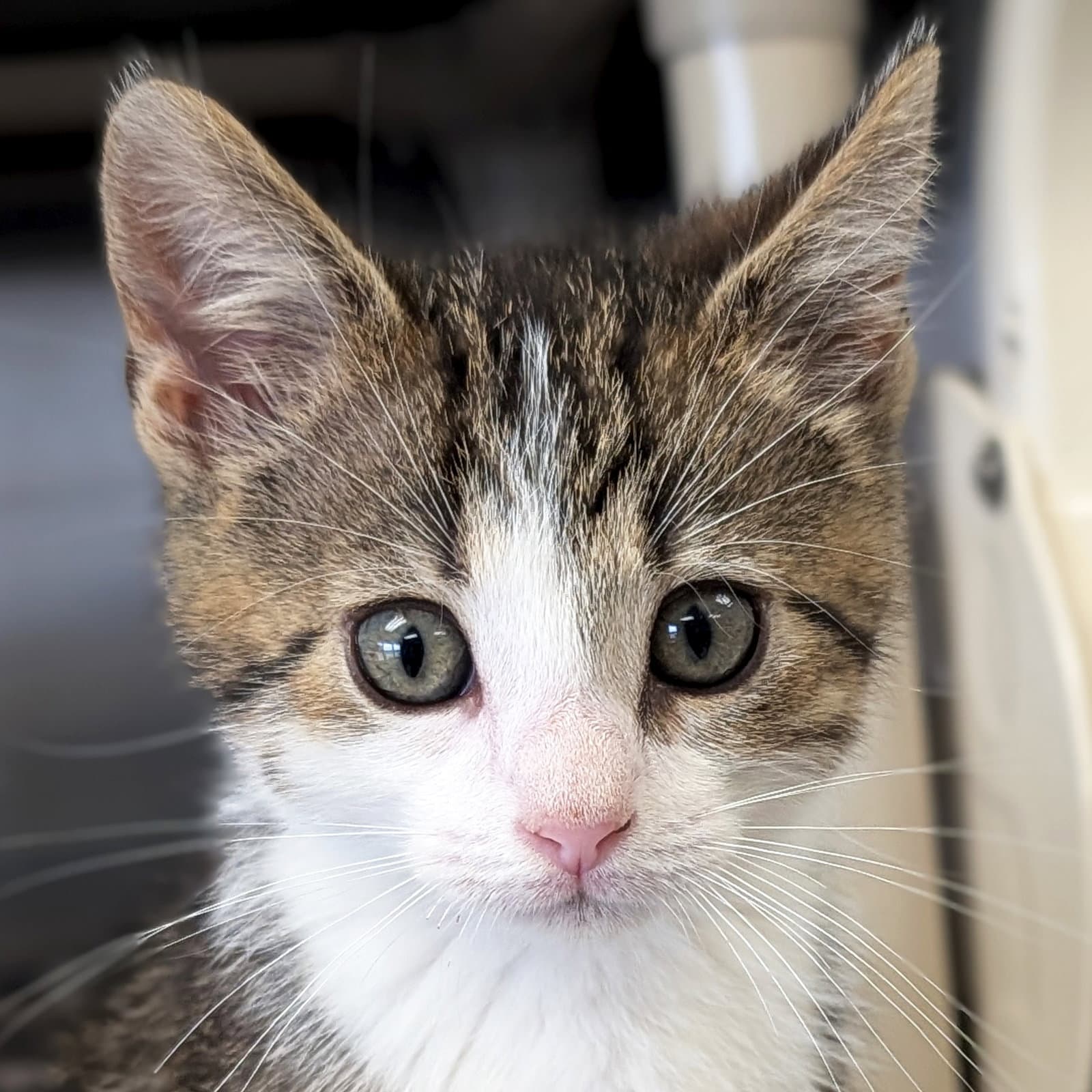 Maple - Reduced Fee - Domestic Short Hair