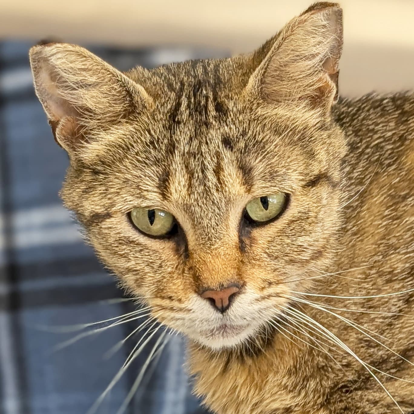 Millie - Reduced Fee - Domestic Short Hair