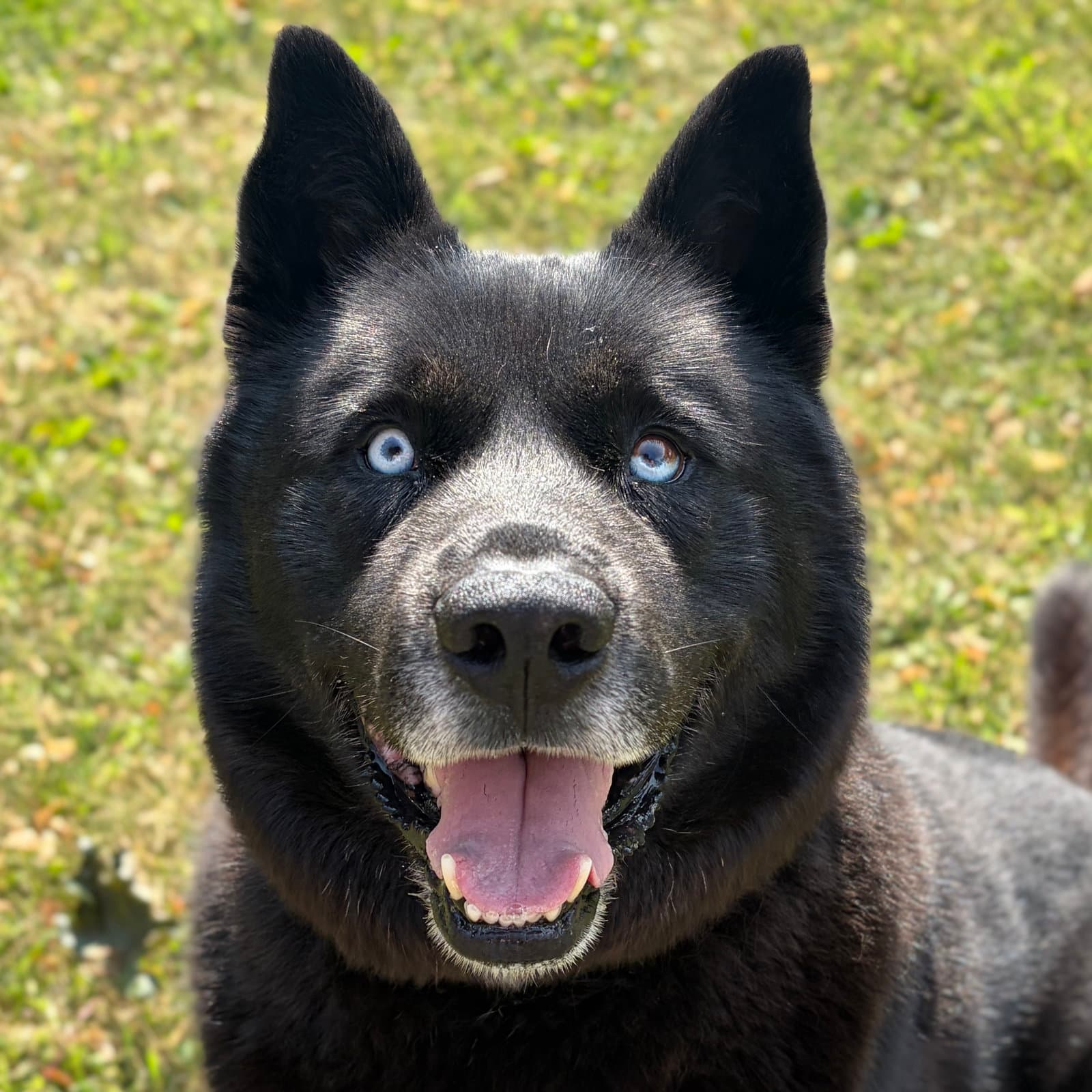Dalven - Husky