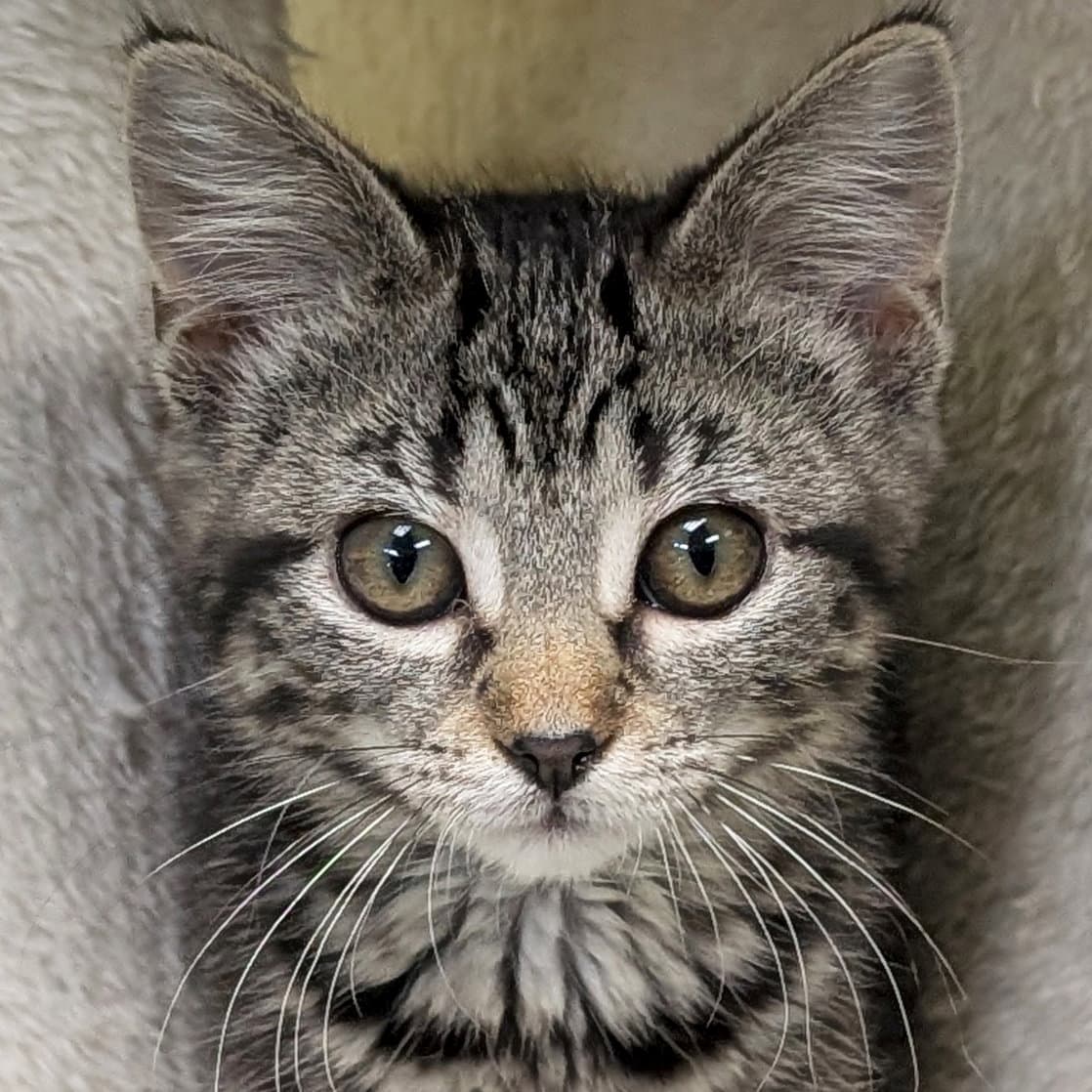 Summer - Domestic Short Hair