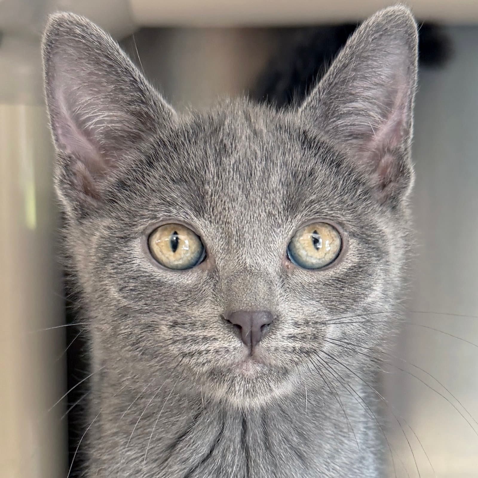 Aston - Domestic Short Hair