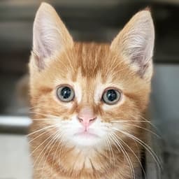 Jiji image 1